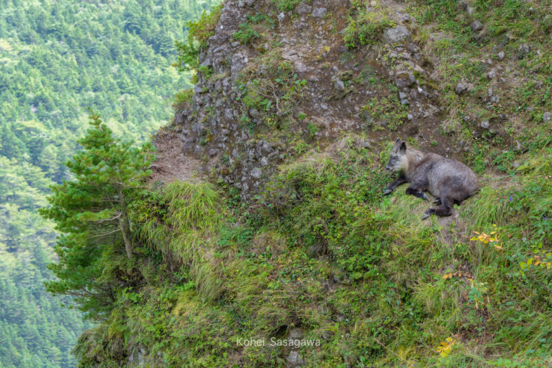 ニホンカモシカ2 / Japanese serow2