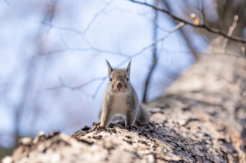 ニホンリス / Japanese squirrel