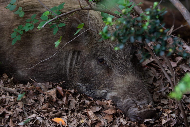 ニホンイノシシ / Japanese wild boar