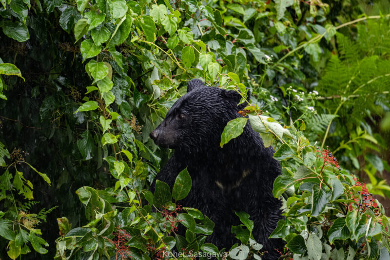 ツキノワグマ2 / Asiatic Black Bear2