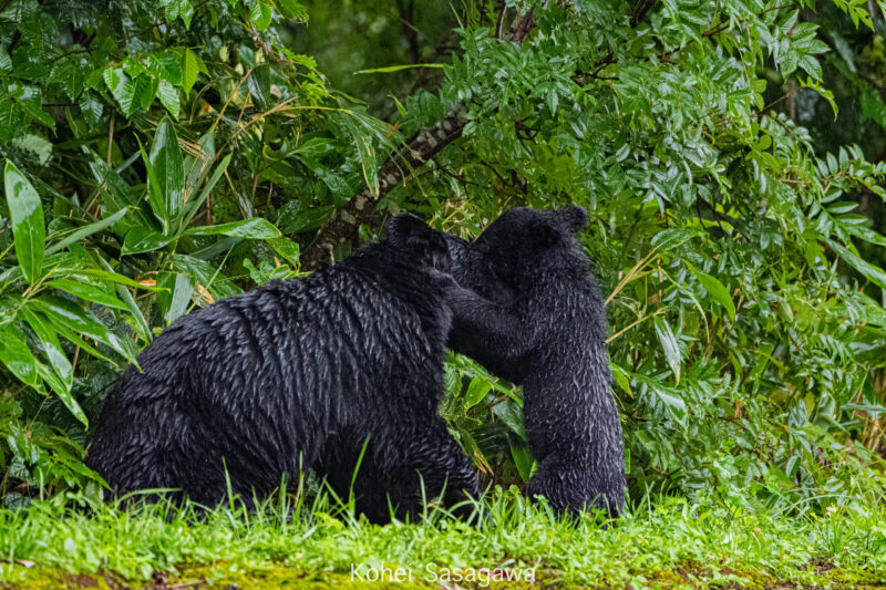 Asiatic Black Bears_hugging